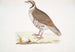 Perdrix choukar Perdix chukar India taille naturelle - John Edward Gray — artwork view