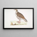 Perdrix choukar Perdix chukar India taille naturelle - John Edward Gray — framed artwork on a wall