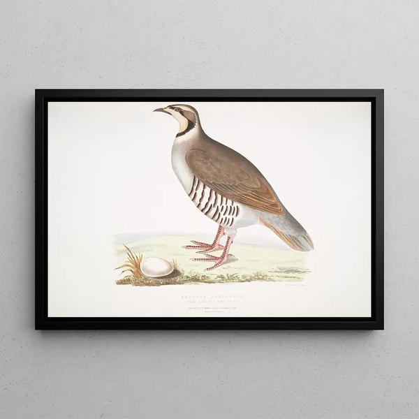 Perdrix choukar Perdix chukar India taille naturelle - John Edward Gray — framed artwork on a wall