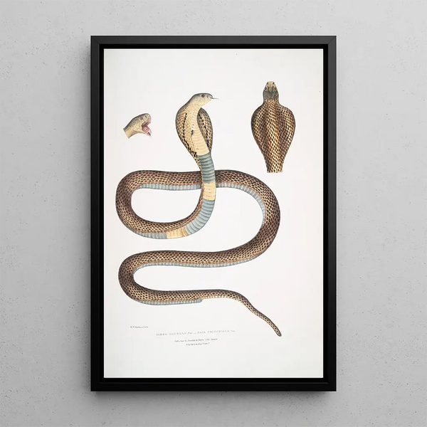 Cobra Capella var Naia tripudians var - John Edward Gray — framed artwork on a wall