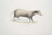 Civette à collier Mydaus collaris - John Edward Gray — artwork view