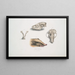 Civette à collier Mydaus collaris Crâne et tête - John Edward Gray — framed artwork on a wall