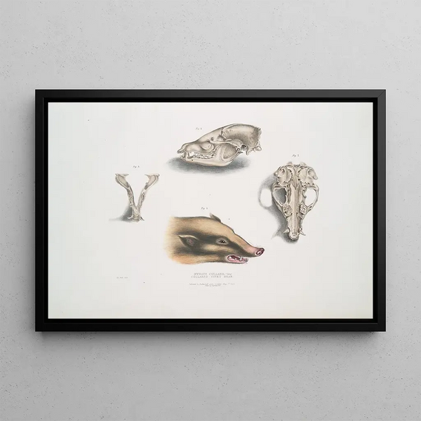 Civette à collier Mydaus collaris Crâne et tête - John Edward Gray — framed artwork on a wall