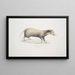 Civette à collier Mydaus collaris - John Edward Gray — framed artwork on a wall