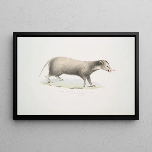 Civette à collier Mydaus collaris - John Edward Gray — framed artwork on a wall