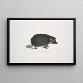 John Edward Gray - Collared Hedge Hog Erinaceus collaris.webp