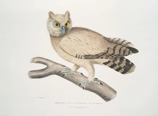 Coromandel Owl Painting - John Edward Gray — artwork view