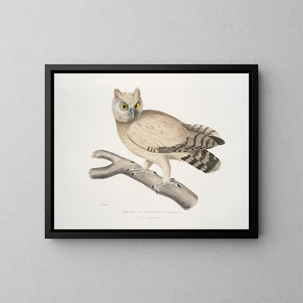 Coromandel Owl Painting - John Edward Gray — framed artwork on a wall