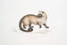 Crosss Paradoxurus Paradoxurus Crossii - John Edward Gray — artwork view