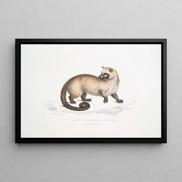 Crosss Paradoxurus Paradoxurus Crossii - John Edward Gray — framed artwork on a wall