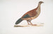 Perdrix Curia Perdix Hardwickii - John Edward Gray — artwork view
