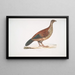 Perdrix Curia Perdix Hardwickii - John Edward Gray — framed artwork on a wall