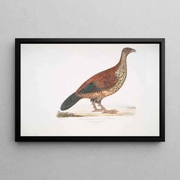 Perdrix Curia Perdix Hardwickii - John Edward Gray — framed artwork on a wall