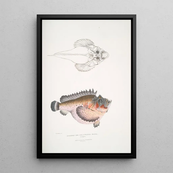 Poisson-cochon déformé Synanaceia grossa Singapour - John Edward Gray — framed artwork on a wall