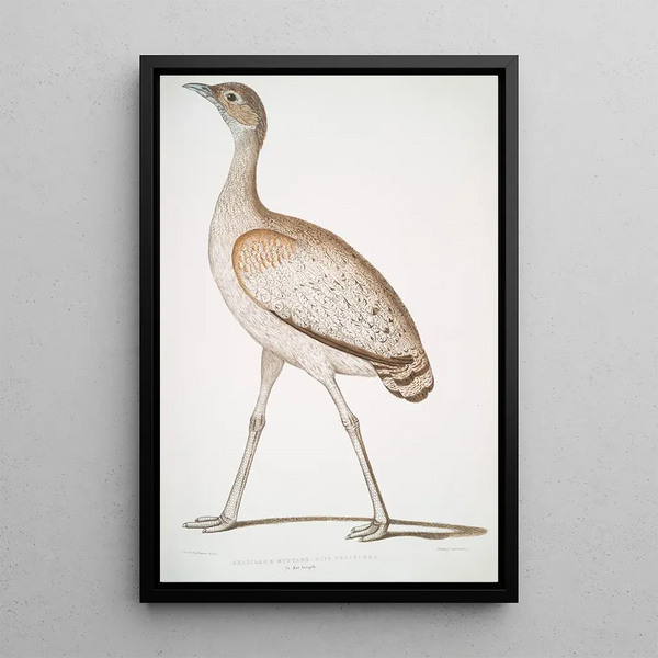 Outarde délicieuse Otis deliciosa femelle - John Edward Gray — framed artwork on a wall