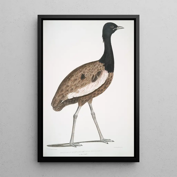 Outarde délicieuse Otis deliciosa mâle - John Edward Gray — framed artwork on a wall