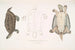 Dhongoka Terrapin Emys Dhongoka - John Edward Gray — artwork view
