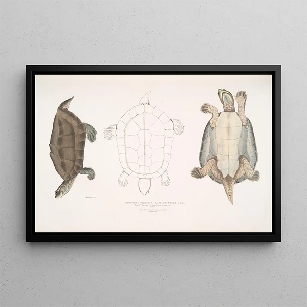 Dhongoka Terrapin Emys Dhongoka - John Edward Gray — framed artwork on a wall