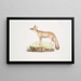 Fox of the Doab Painting Canis Vulpes rufescens female - John Edward Gray — framed artwork on a wall