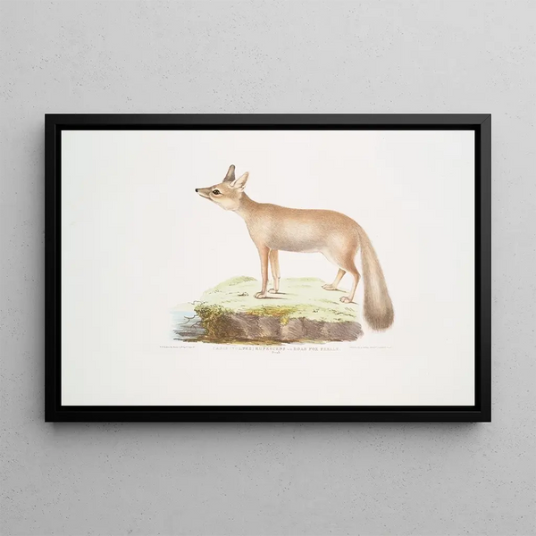 Fox of the Doab Painting Canis Vulpes rufescens female - John Edward Gray — framed artwork on a wall