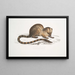 Paradoxurus paradoxurus Hamiltonii by Dr. Hamilton - John Edward Gray — framed artwork on a wall