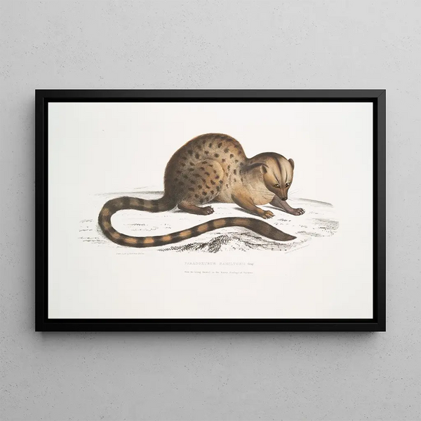 Paradoxurus paradoxurus Hamiltonii by Dr. Hamilton - John Edward Gray — framed artwork on a wall