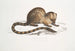Paradoxurus paradoxurus Hamiltonii by Dr. Hamilton - John Edward Gray — artwork view