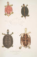Turtle with Roof Emys tectum - John Edward Gray — artwork view
