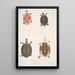 Turtle with Roof Emys tectum - John Edward Gray — framed artwork on a wall