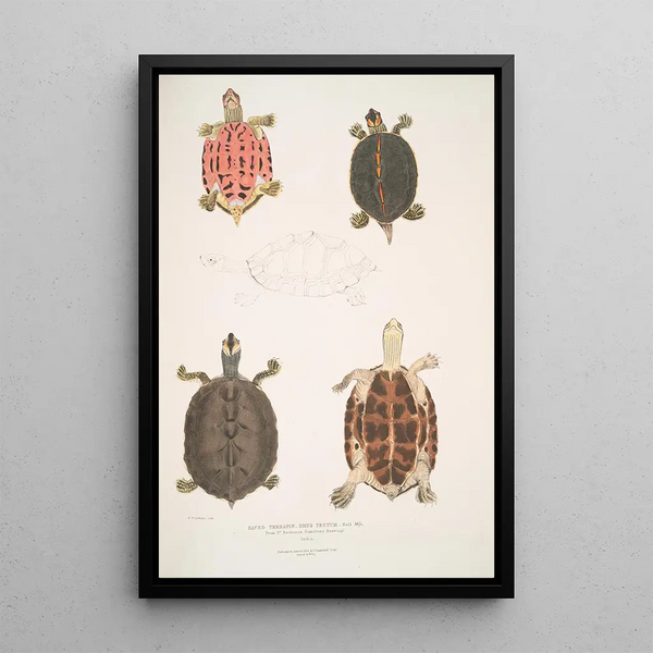 Turtle with Roof Emys tectum - John Edward Gray — framed artwork on a wall