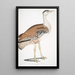 Outarde d'Edwards Otis Edwardsii - John Edward Gray — framed artwork on a wall