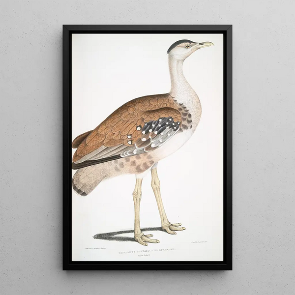 Outarde d'Edwards Otis Edwardsii - John Edward Gray — framed artwork on a wall