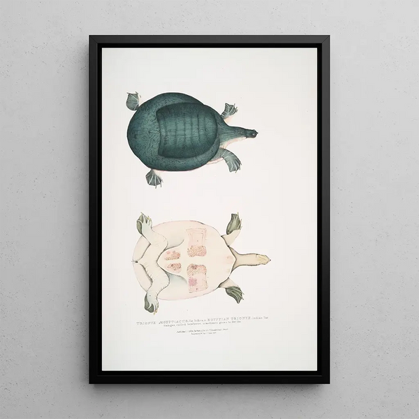 Egyptian Trionyx Tryonix gyptiacus var Indica Ganges called Sewteree sometimes reaches 240 lbs - John Edward Gray — framed artwork on a wall