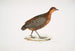 Perdrix à yeux Perdix oculea Natural size Bengal - John Edward Gray — artwork view