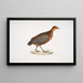 Perdrix à yeux Perdix oculea Natural size Bengal - John Edward Gray — framed artwork on a wall