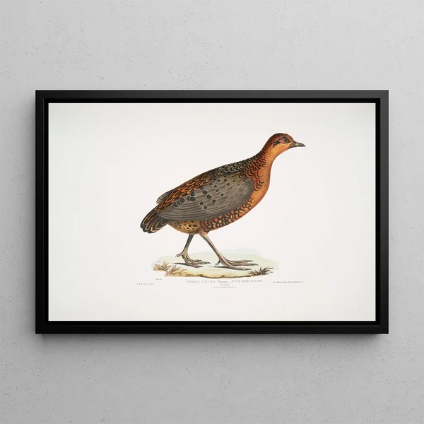Perdrix à yeux Perdix oculea Natural size Bengal - John Edward Gray — framed artwork on a wall