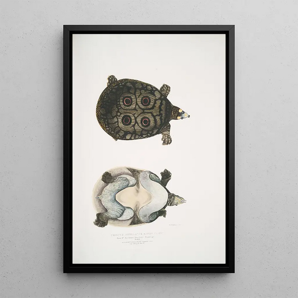 Trionyx ocellé Tryonix ocellatus - John Edward Gray — framed artwork on a wall