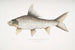 Carpe rocheuse falciforme Cyprinus Bangana falcata - John Edward Gray — artwork view