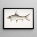 Carpe rocheuse falciforme Cyprinus Bangana falcata - John Edward Gray — framed artwork on a wall