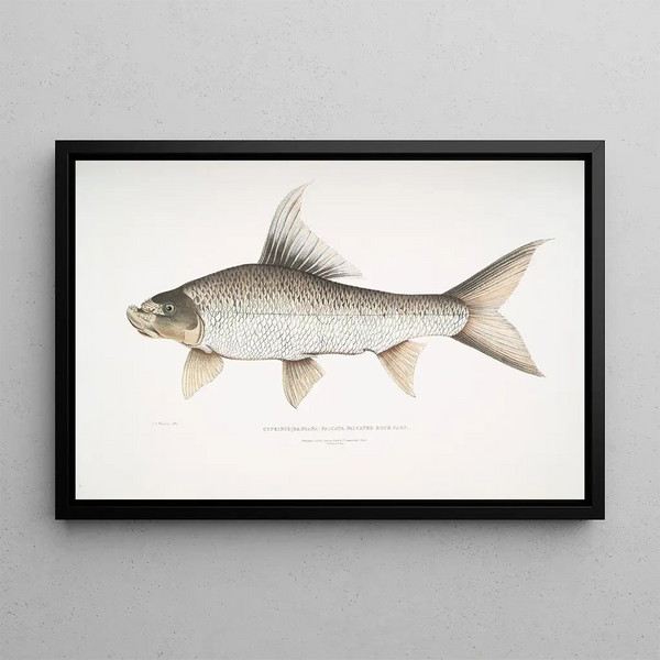 Carpe rocheuse falciforme Cyprinus Bangana falcata - John Edward Gray — framed artwork on a wall