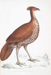 Pheasant with a Huppé Tail on the Back of a Fire Hen Euplocomus ignitus - John Edward Gray — artwork view