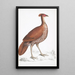 Pheasant with a Huppé Tail on the Back of a Fire Hen Euplocomus ignitus - John Edward Gray — framed artwork on a wall