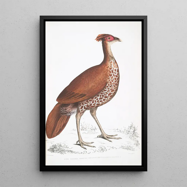 Pheasant with a Huppé Tail on the Back of a Fire Hen Euplocomus ignitus - John Edward Gray — framed artwork on a wall