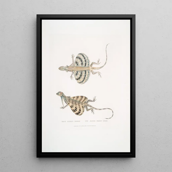 Lizard dragon with five bands Draco quinquefasciata - John Edward Gray — framed artwork on a wall
