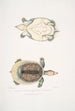 Trionyx plat Tryonix subplanus - John Edward Gray — artwork view