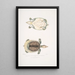 Trionyx plat Tryonix subplanus - John Edward Gray — framed artwork on a wall