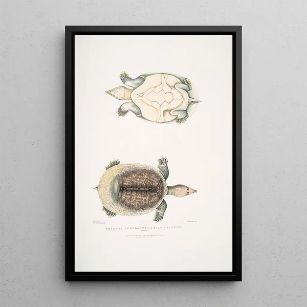 Trionyx plat Tryonix subplanus - John Edward Gray — framed artwork on a wall