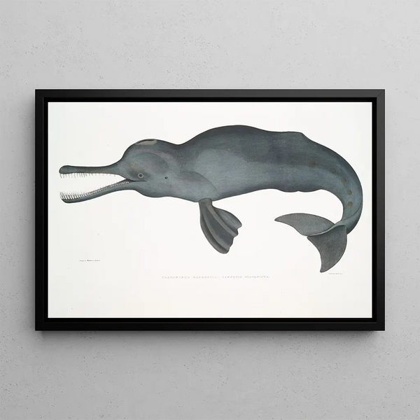 the Ganges River dolphin Platanista gangetica - John Edward Gray — framed artwork on a wall