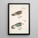 Mallard Green Anas girra male and female - John Edward Gray — framed artwork on a wall