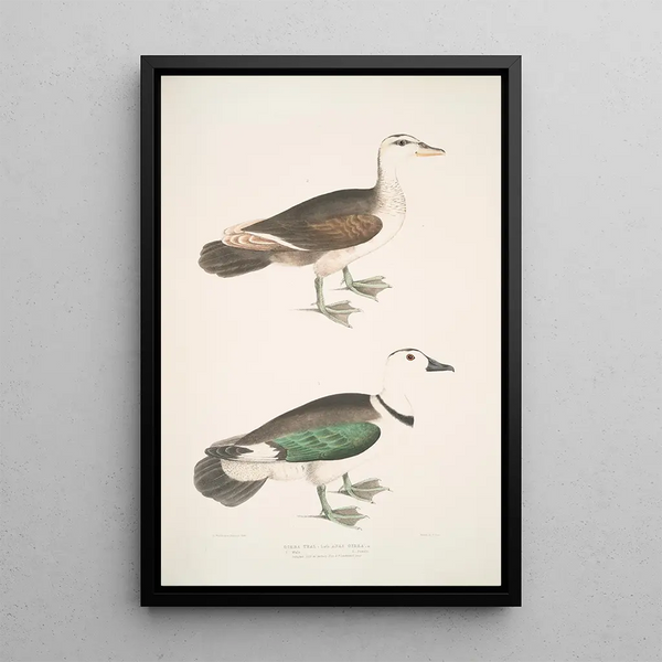 Mallard Green Anas girra male and female - John Edward Gray — framed artwork on a wall